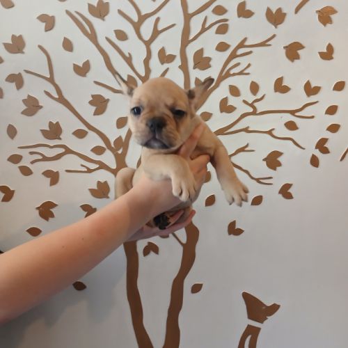 Chiots bouledogue français #2