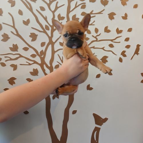 Chiots bouledogue français #3