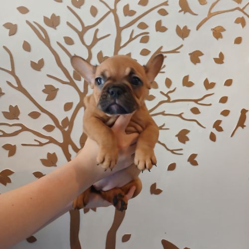 Chiots bouledogue français #4