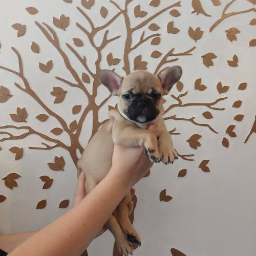 Chiots bouledogue français #5