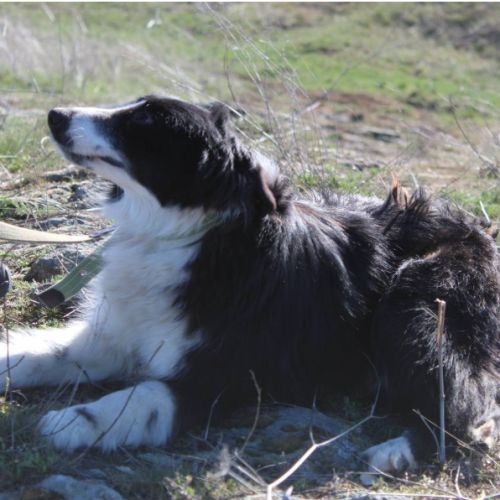 Pushinka, croisé border collie, 2 ans à adopter #0