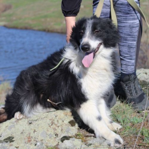Pushinka, croisé border collie, 2 ans à adopter #2