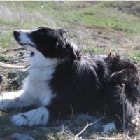 Pushinka, croisé border collie, 2 ans à adopter #0