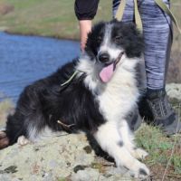 Pushinka, croisé border collie, 2 ans à adopter #2