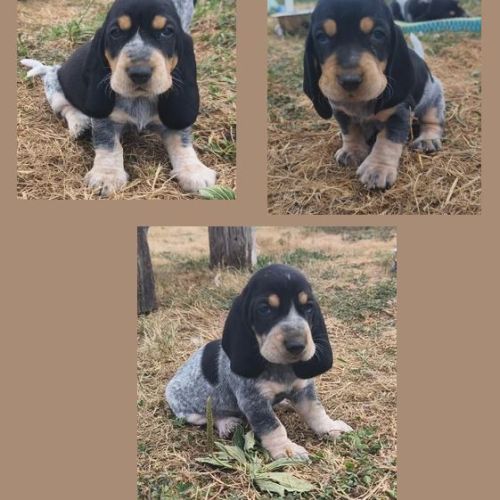 Chiots basset bleu de gascogne mâles