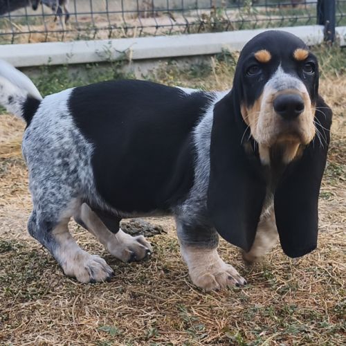 Chiots basset bleu de gascogne mâles