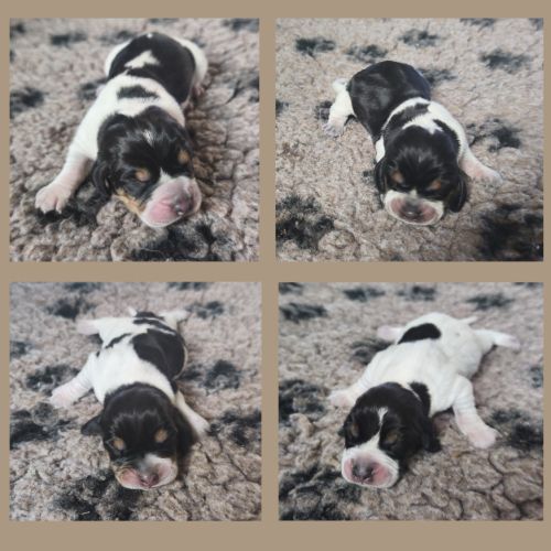 Chiots basset bleu de gascogne mâles #1