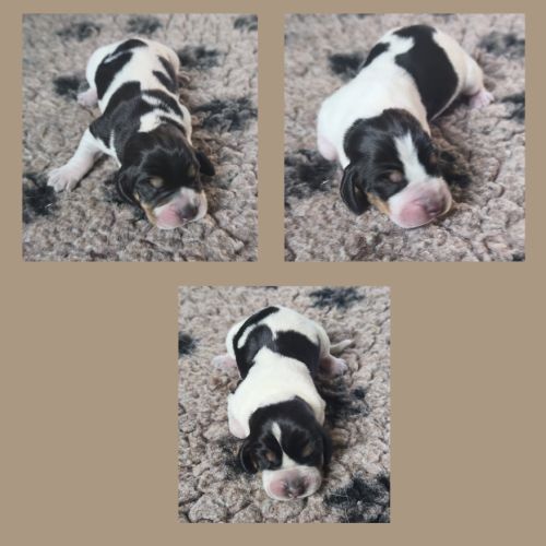 Chiots basset bleu de gascogne mâles