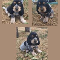 Chiots basset bleu de gascogne mâles