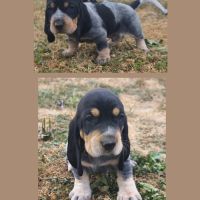 Chiots basset bleu de gascogne mâles #2