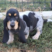 Chiots basset bleu de gascogne mâles #1