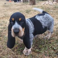 Chiots basset bleu de gascogne mâles #2
