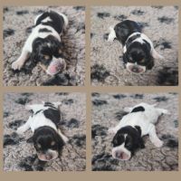 Chiots basset bleu de gascogne mâles #1
