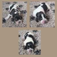 Chiots basset bleu de gascogne mâles