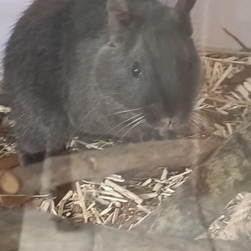 Octodon à adopter