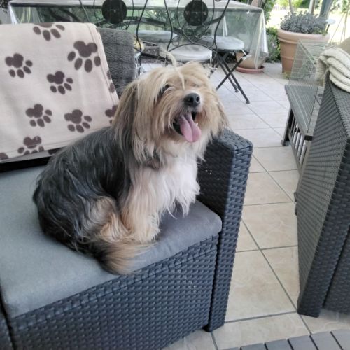 Chiot de petite taille teckel croisé bichon #3