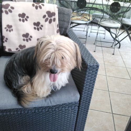 Chiot de petite taille teckel croisé bichon #4