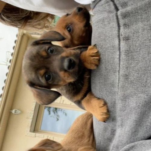Chiot de petite taille teckel croisé bichon #0