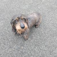 Chiot de petite taille teckel croisé bichon #1