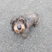 Chiot de petite taille teckel croisé bichon #2
