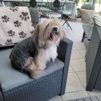 Chiot de petite taille teckel croisé bichon #3