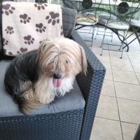 Chiot de petite taille teckel croisé bichon #4