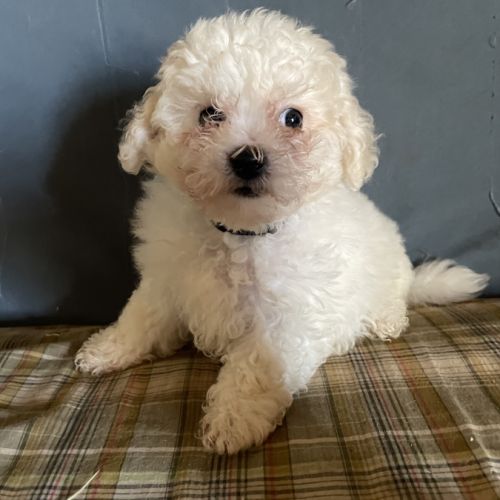 Vendre bichon frisé #0