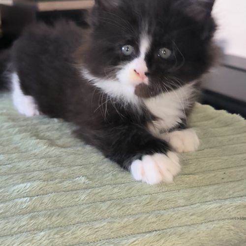 Chaton maine coon loof #1