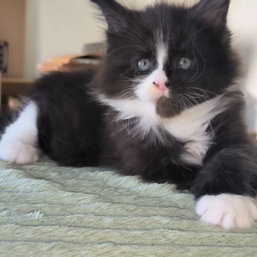 Chaton maine coon loof #2