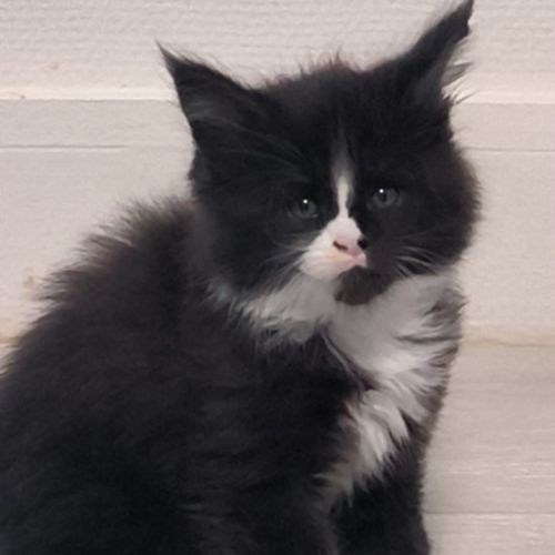 Chaton maine coon loof #3