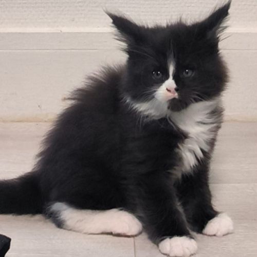 Chaton maine coon loof #4