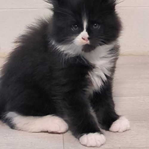 Chaton maine coon loof