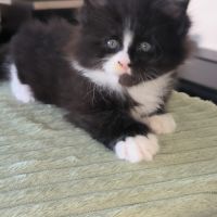 Chaton maine coon loof #1