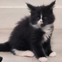 Chaton maine coon loof #4