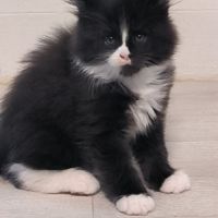 Chaton maine coon loof #0