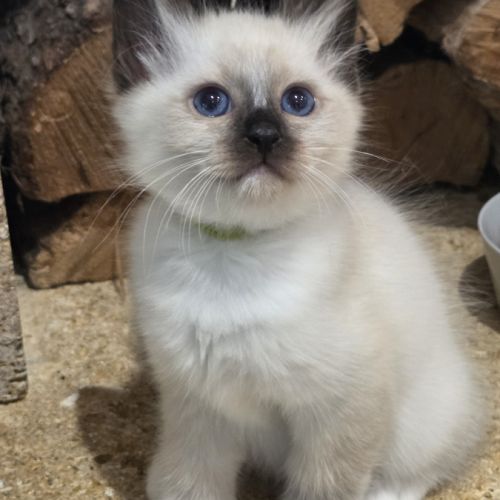 Chatons  sacrés de birmanie à  adopter #1