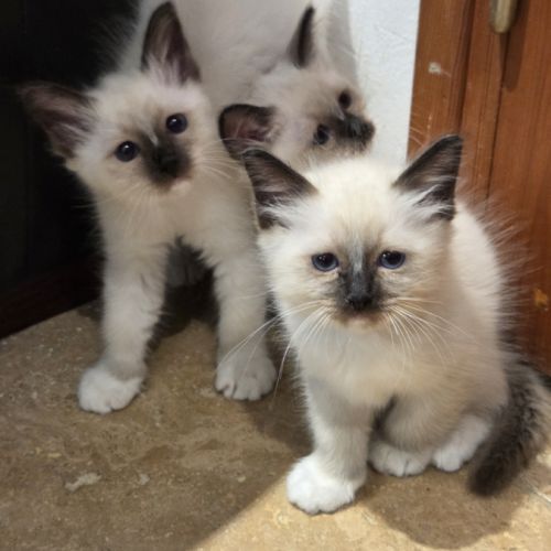 Chatons  sacrés de birmanie à  adopter #2