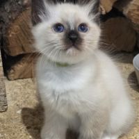Chatons  sacrés de birmanie à  adopter #1