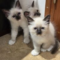 Chatons  sacrés de birmanie à  adopter #2