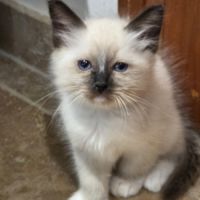 Chatons  sacrés de birmanie à  adopter #0