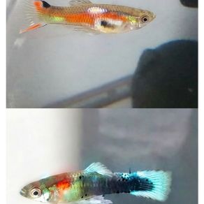 Grande variété de guppys #1