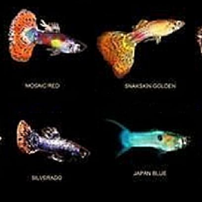 Grande variété de guppys #0