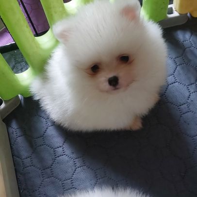 Spitz chiot #1