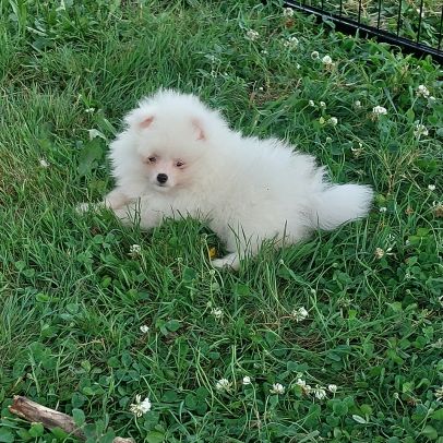 Spitz chiot #3