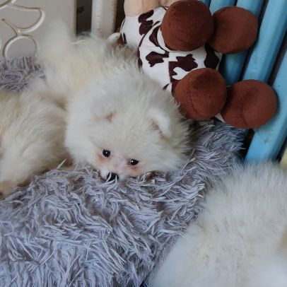 Spitz chiot #4
