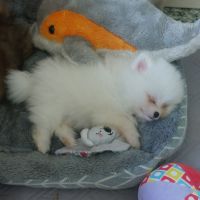 Spitz chiot
