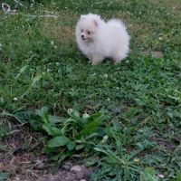 Spitz chiot #5