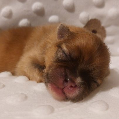 Spitz chiot #2