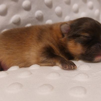 Spitz chiot #0