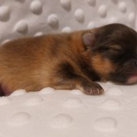 Spitz chiot